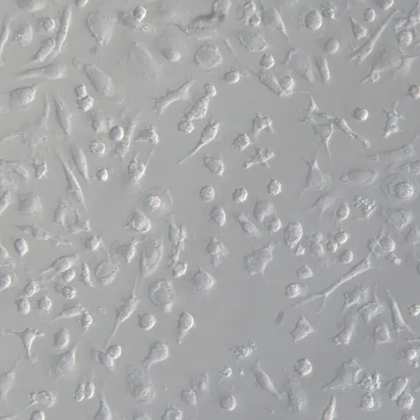 Porcine macrophages M1